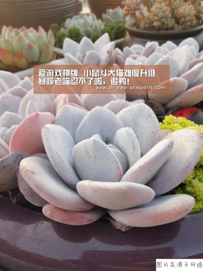 爱游戏棋牌-小鼠斗大猫难度升级 暴躁老喵忍不了啦,追鸭!(图2) 爱游戏
